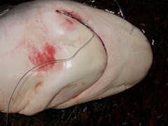 Carcharhinus galapagensis