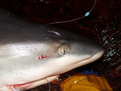 Carcharhinus galapagensis