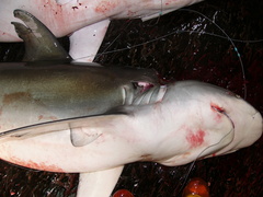 Carcharhinus galapagensis