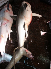 Carcharhinus galapagensis