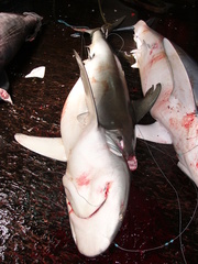 Carcharhinus galapagensis