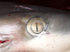 Carcharhinus galapagensis