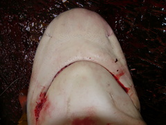 Carcharhinus galapagensis