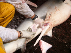 Carcharhinus galapagensis