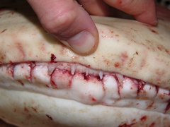 Carcharhinus galapagensis