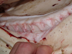 Carcharhinus galapagensis