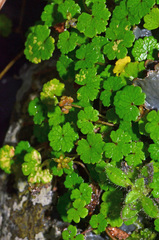Hydrocotyle microphylla