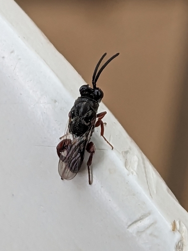 Antrocephalus, 2023-06-03