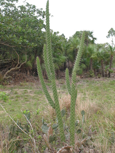 Harrisia eriophora