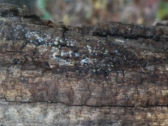 Arachnopeziza delicatula