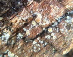 Arachnopeziza delicatula