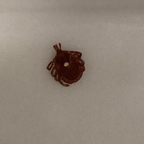Lone Star Tick