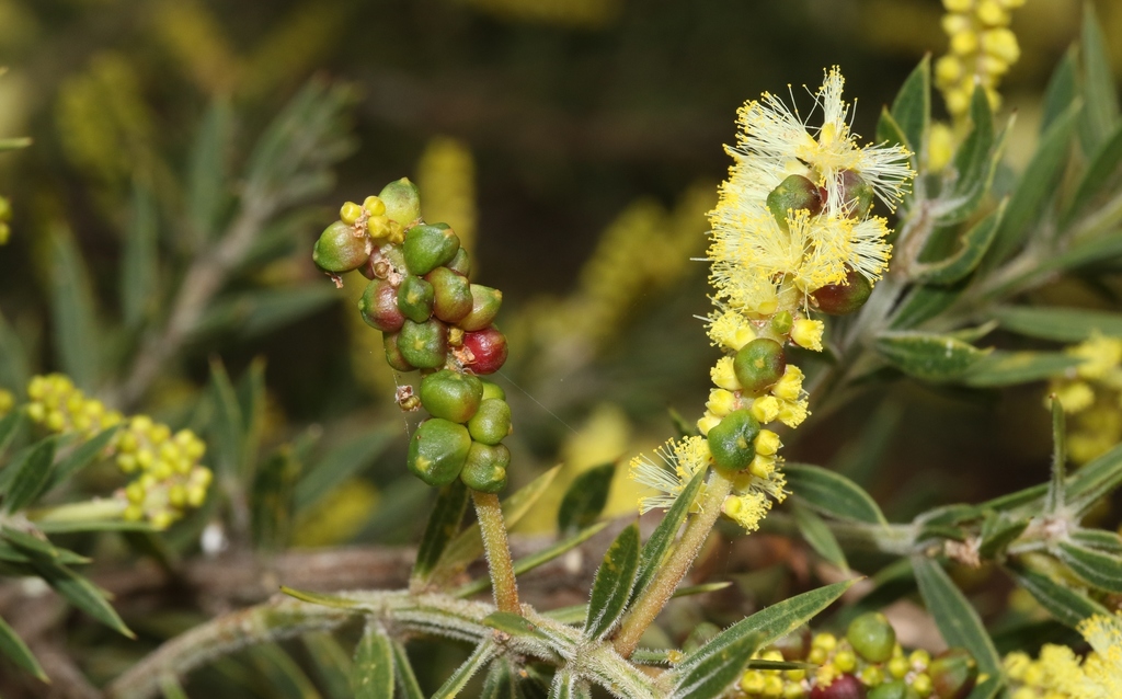 Bud and Pod Galler