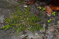 Chaerophyllum colensoi colensoi