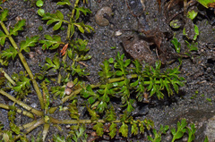 Chaerophyllum colensoi colensoi