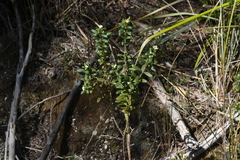 Pimelea drupacea
