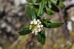 Pimelea drupacea