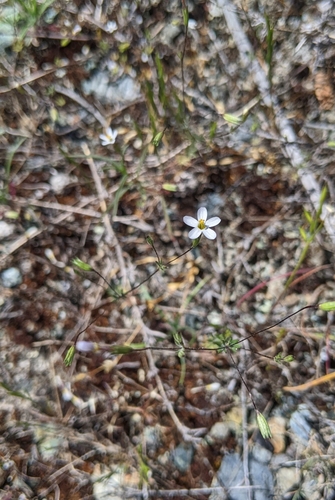 Image of Bolander's Linanthus (Leptosiphon bolanderi) by (c) Kayla Sweeten, some rights reserved (CC BY)
