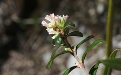 Pimelea drupacea