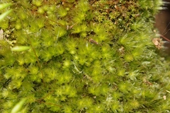 Leptostomum inclinans