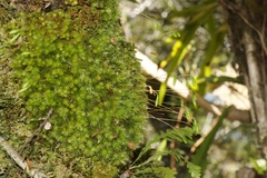 Leptostomum inclinans