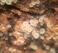Arachnopeziza delicatula