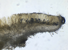 Arachnopeziza delicatula