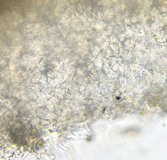 Arachnopeziza delicatula