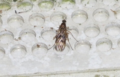 Sylvicola neozelandicus