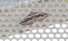 Chrysolarentia severata