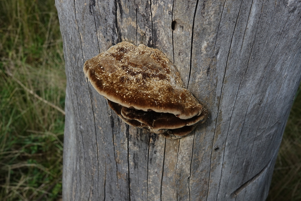 Coriolopsis gallica