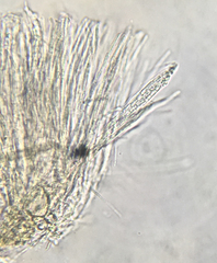 Arachnopeziza delicatula