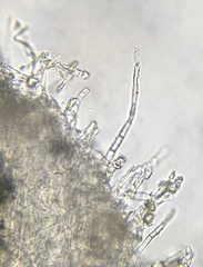 Arachnopeziza delicatula