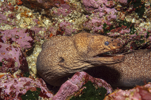 Griffin's moray (Gymnothorax porphyreus) — Muraenidae
