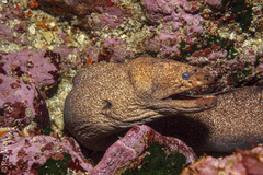 Gymnothorax porphyreus