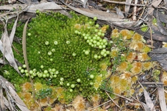 Pleurophascum grandiglobum