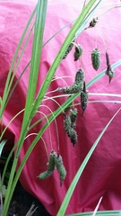 Carex lessoniana