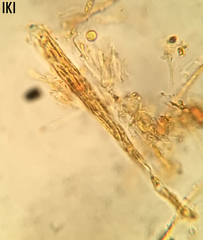 Arachnopeziza delicatula