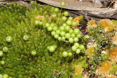 Pleurophascum grandiglobum