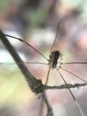 Leuronychus pacificus