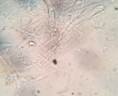 Arachnopeziza delicatula