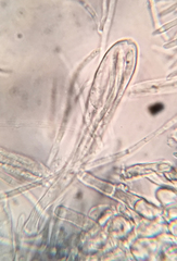 Arachnopeziza delicatula