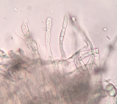 Arachnopeziza delicatula
