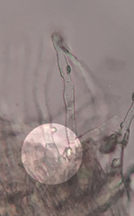 Arachnopeziza delicatula