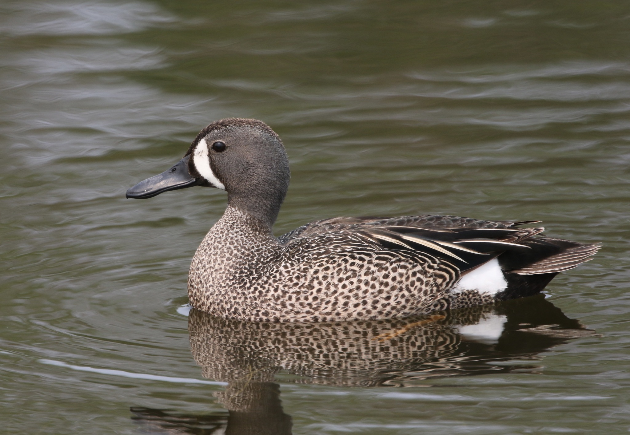 Blue-winged Teal (Spatula discors) · iNaturalist