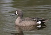 Blue-winged Teal - Photo (c) Ed O'Connor, some rights reserved (CC BY-NC), uploaded by Ed O'Connor