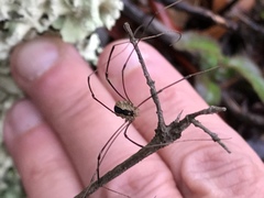 Leuronychus pacificus