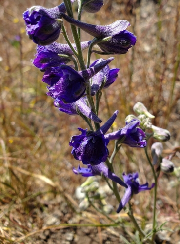 Image of Delphinium hesperium by (c) Jonathan Curley, some rights reserved (CC BY)