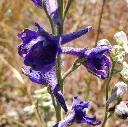 Image of Delphinium hesperium by (c) Jonathan Curley, some rights reserved (CC BY)