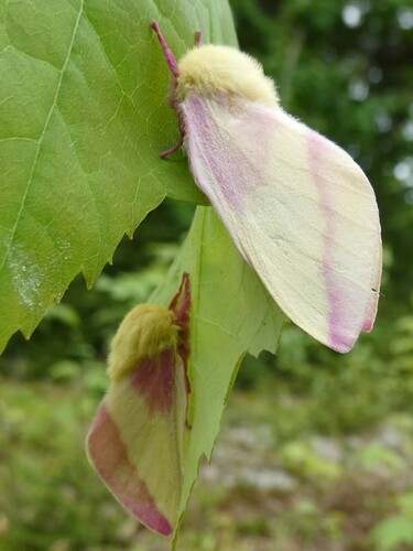 Rosy Maple Moth photo 3